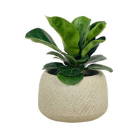 Baby Ficus Lyrata