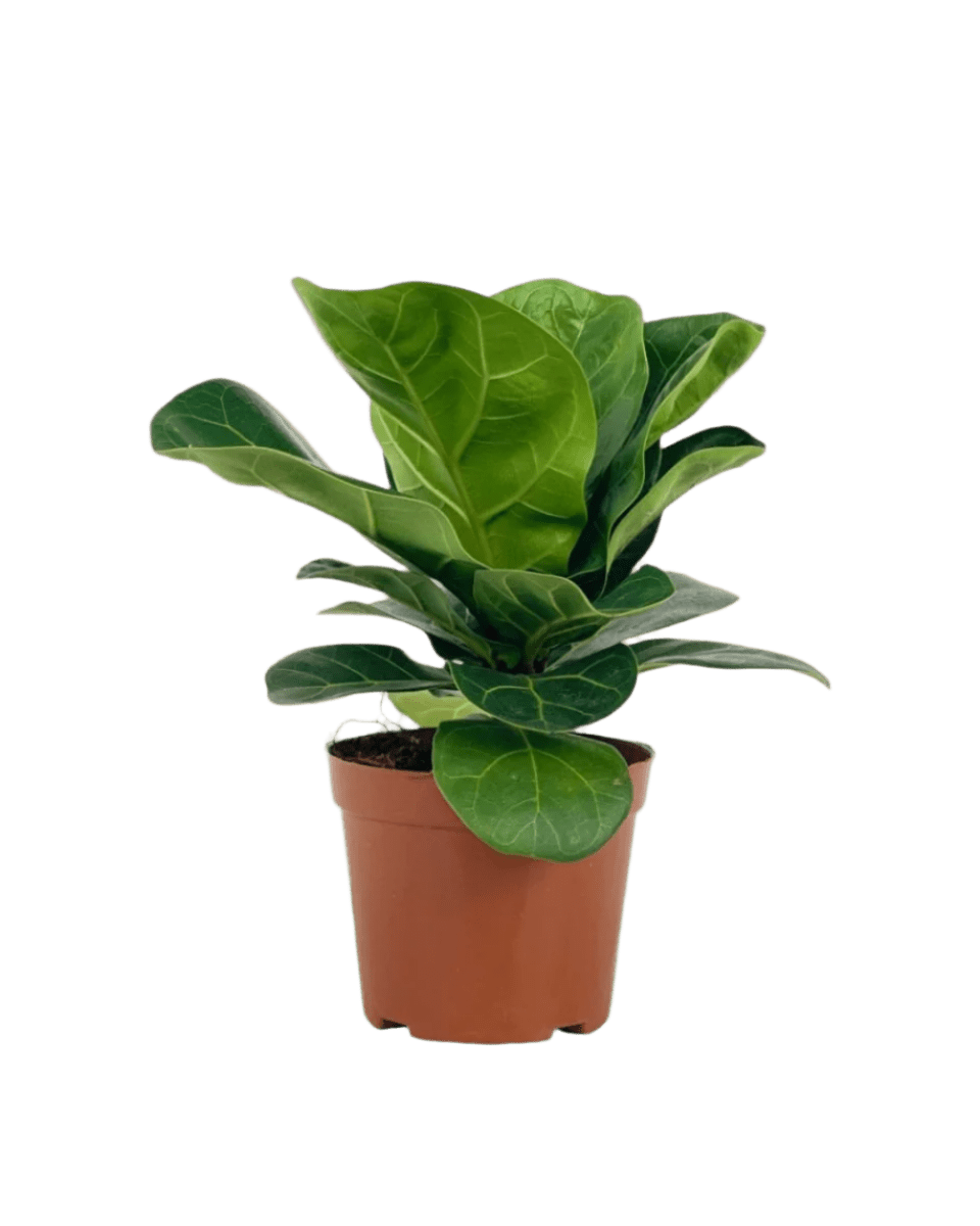 Baby Ficus Lyrata - Potted plant - POTT - FICU - GRW - 2759 - Tumbleweed Plants - Online Plant Delivery Singapore