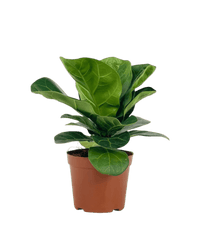 Baby Ficus Lyrata - Potted plant - POTT - FICU - GRW - 2759 - Tumbleweed Plants - Online Plant Delivery Singapore