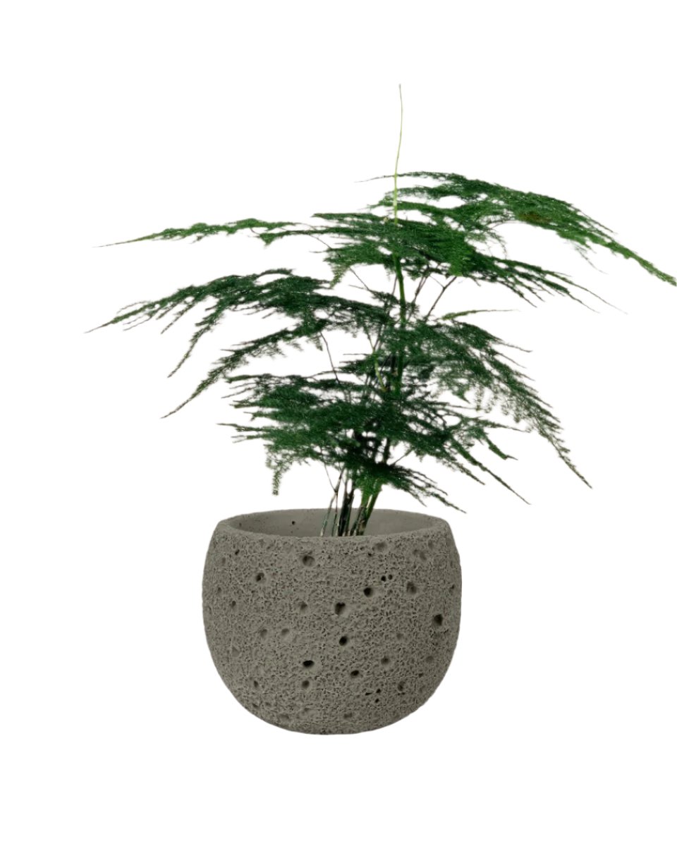 cement planter - round