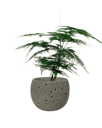 Baby Lace Fern - cement planter - round - Potted plant - Tumbleweed Plants - Online Plant Delivery Singapore