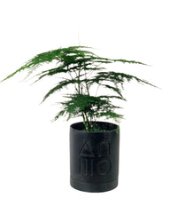 Baby Lace Fern - etch pots by capra design - midnight black - Potted plant - Tumbleweed Plants - Online Plant Delivery Singapore