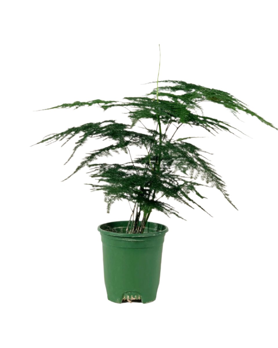 Baby Lace Fern - grow pot - Potted plant - Tumbleweed Plants - Online Plant Delivery Singapore