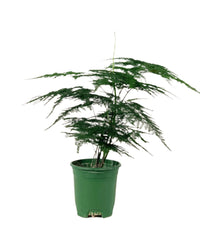 Baby Lace Fern - grow pot - Potted plant - Tumbleweed Plants - Online Plant Delivery Singapore