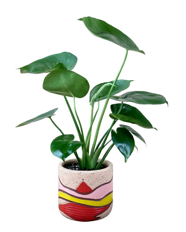 Baby Monstera Deliciosa paired with landscape pot - mars