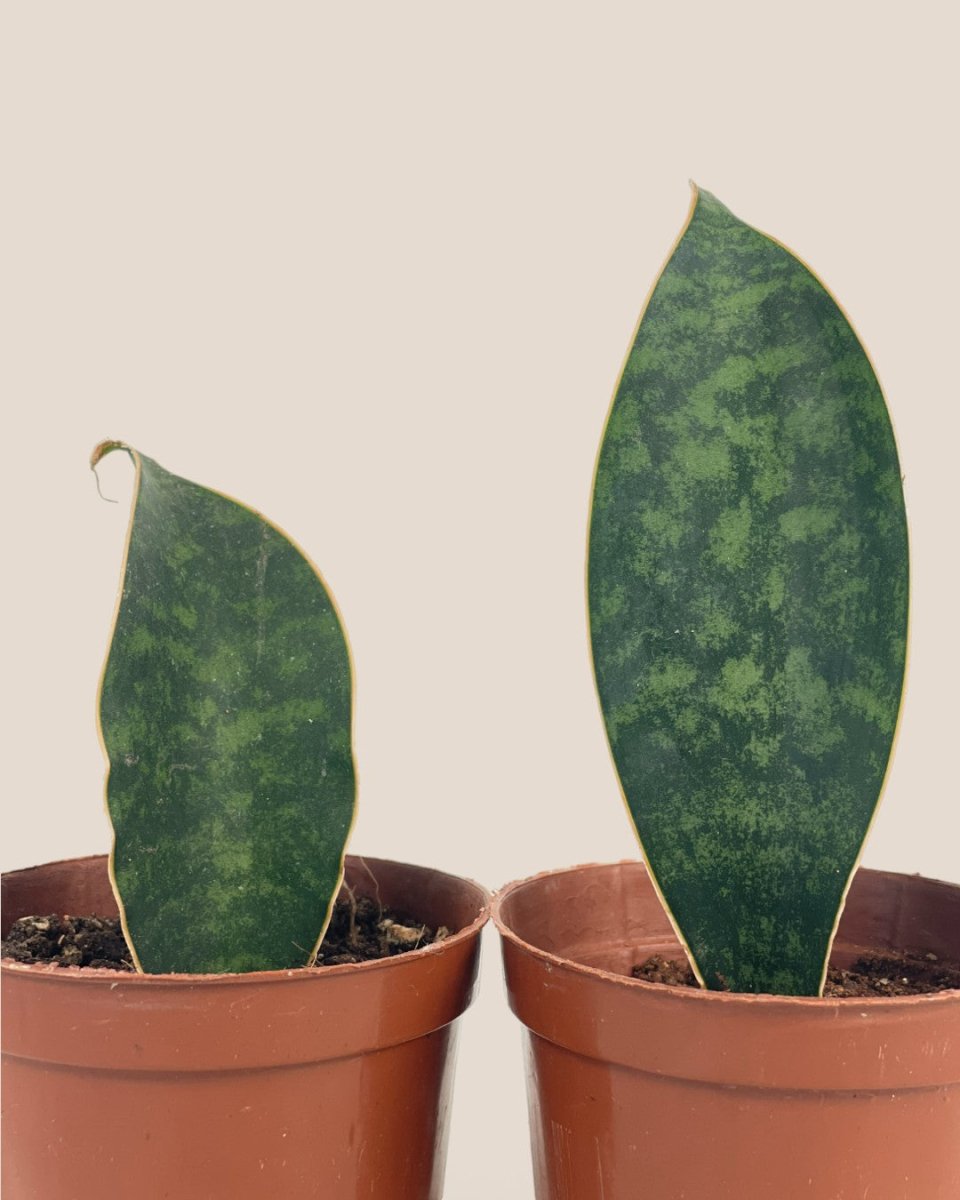 Baby Whale Fin Sansevieria Plant - grow pot - Potted plant - Tumbleweed Plants - Online Plant Delivery Singapore