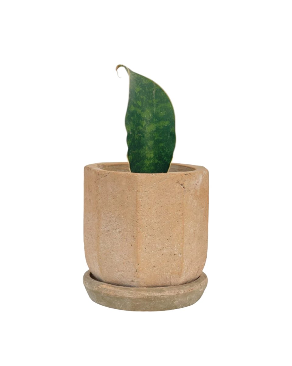 Baby Whale Fin Sansevieria Plant - grow pot - Potted plant - Tumbleweed Plants - Online Plant Delivery Singapore