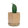 Baby Whale Fin Sansevieria Plant