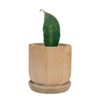 Baby Whale Fin Sansevieria Plant