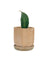 Baby Whale Fin Sansevieria Plant