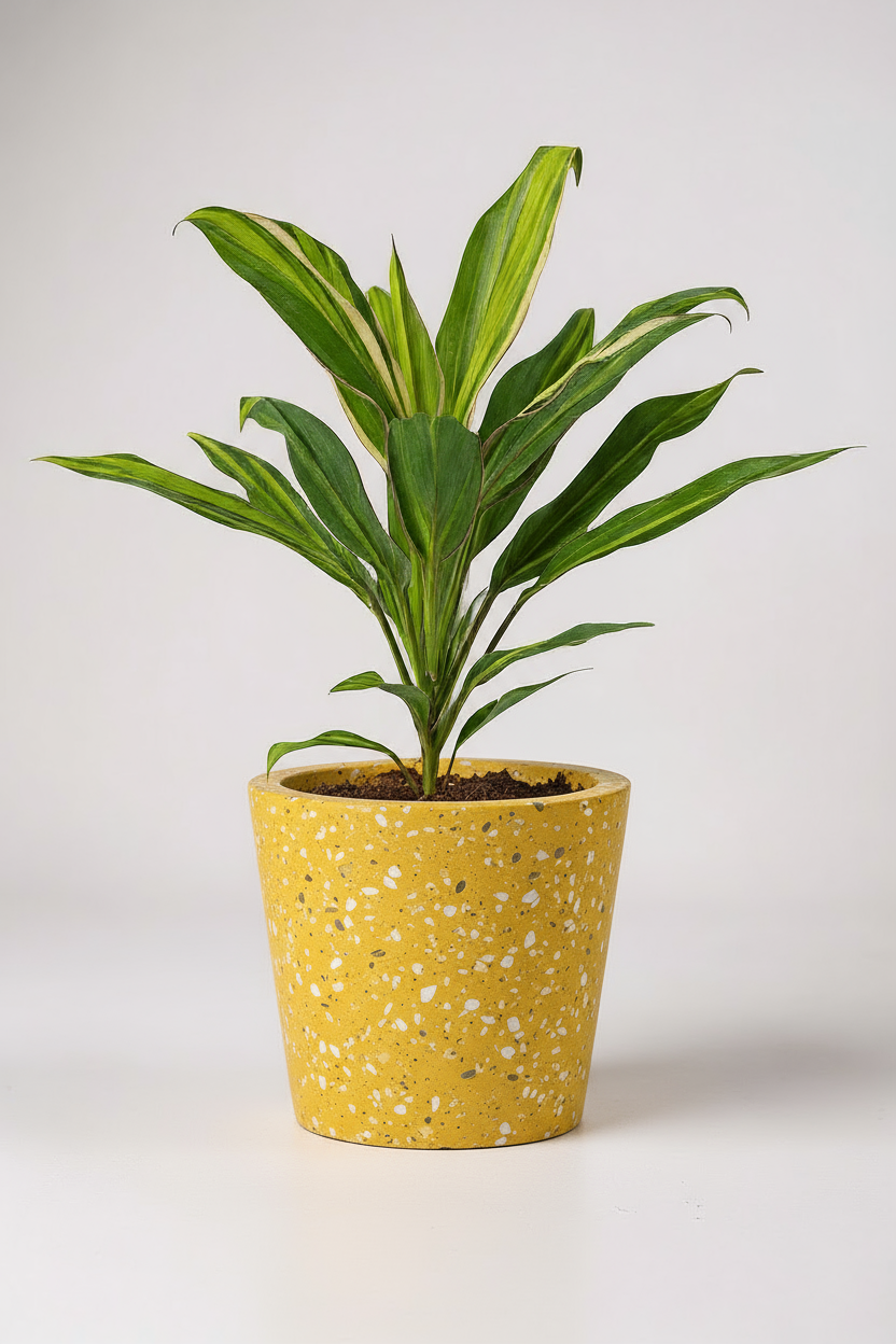 Cordyline Kiwi - Potted plant -  Tumbleweed Plants
