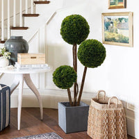 Ball Tree - Real - Trunk Artificial - Potted plant - 5516314535781 - Tumbleweed Plants - Online Plant Delivery Singapore