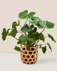 Bamboo Basket - Basket - Tumbleweed Plants - Online Plant Delivery Singapore