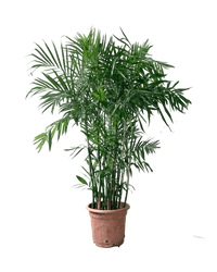 Bamboo Palm in a grow pot