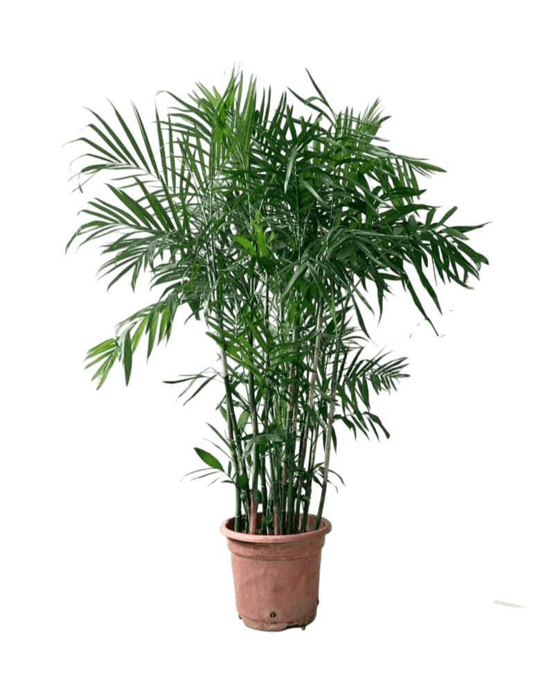 Bamboo Palm in a grow pot
