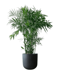 Bamboo Palm - Potted plant - POTT - BAMB - GRWNRP - 5064 - Tumbleweed Plants - Online Plant Delivery Singapore