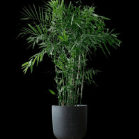 Bamboo Palm