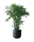 Bamboo Palm
