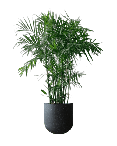 Bamboo Palm
