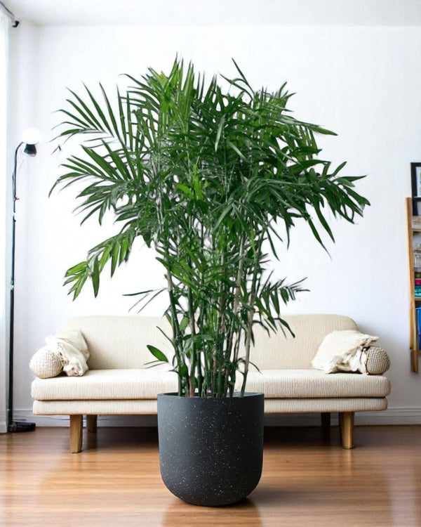 Bamboo Palm - Potted plant - POTT - BAMB - GRWNRP - 5064 - Tumbleweed Plants - Online Plant Delivery Singapore