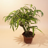 Bambusa Ventricosa