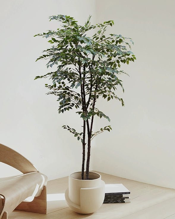 Banyan Tree - Real - Trunk Artificial - Potted plant - POTT - BANY - SML - 7268 - Tumbleweed Plants - Online Plant Delivery Singapore