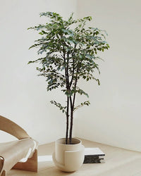 Banyan Tree - Real - Trunk Artificial - Potted plant - POTT - BANY - SML - 7268 - Tumbleweed Plants - Online Plant Delivery Singapore