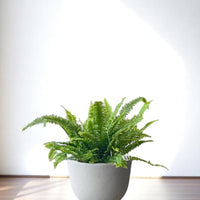Basso Planter