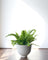 Basso Planter