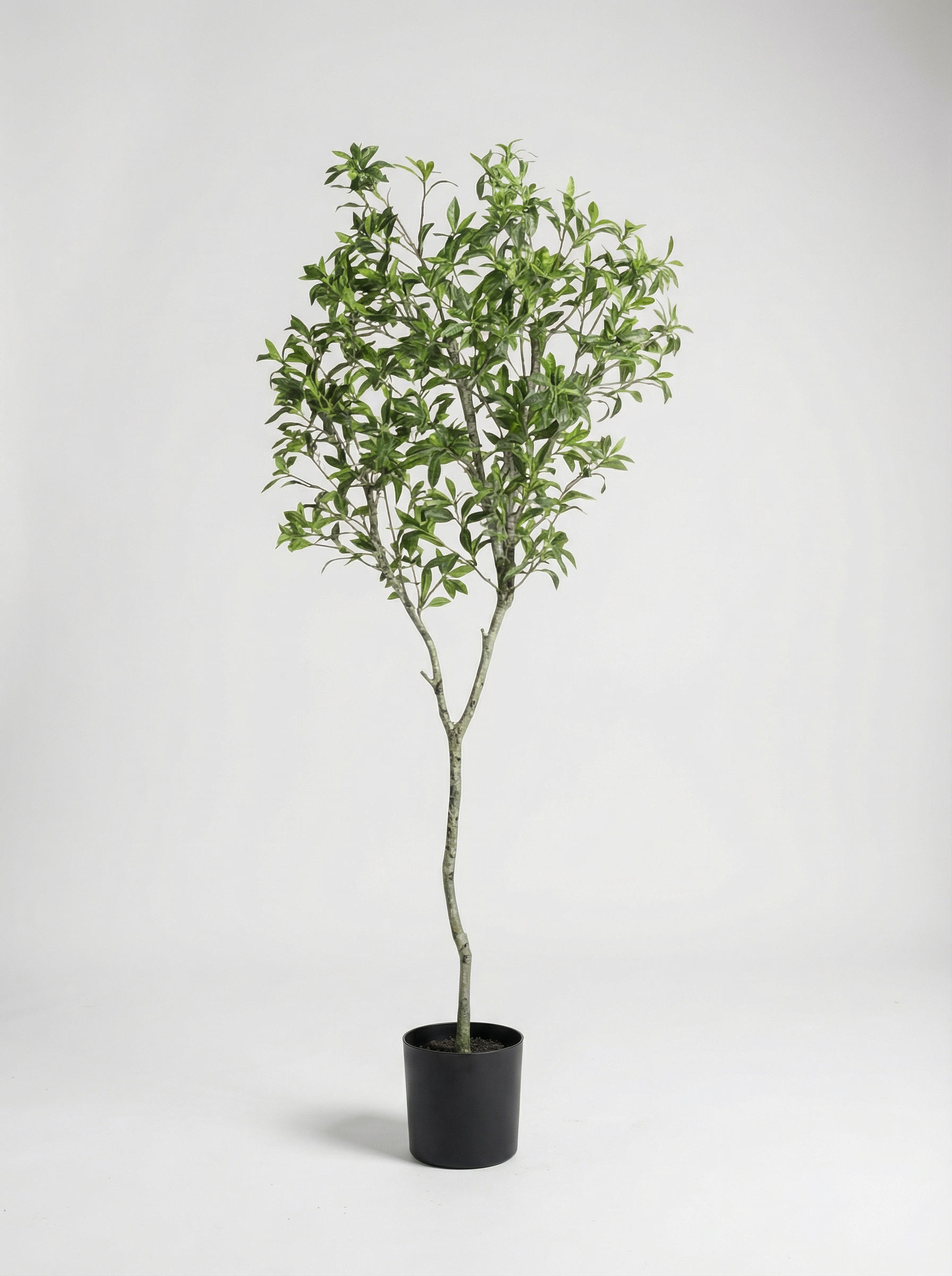 Green Japanese Andromeda – 160cm