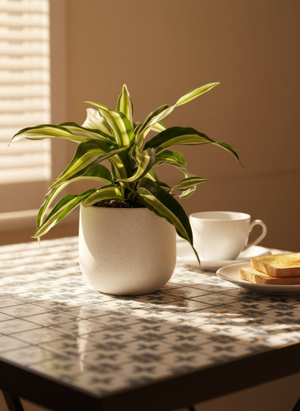 Dracaena Surprise - Potted plant -  Tumbleweed Plants