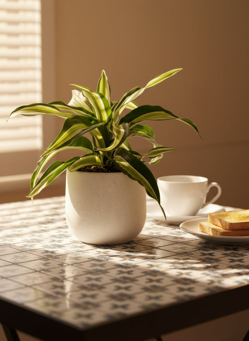 Dracaena Surprise - Potted plant -  Tumbleweed Plants