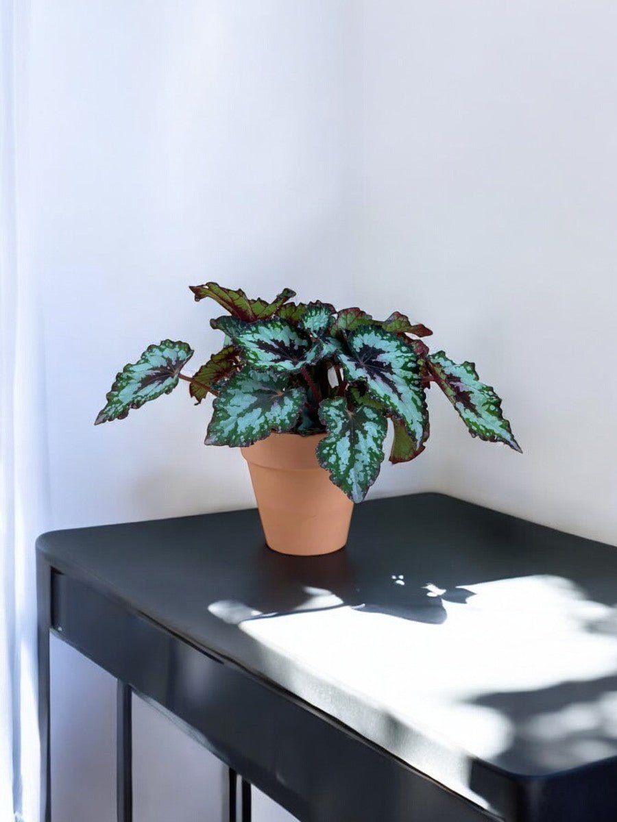 Begonia "Mint Chocolate Chip" - Potted plant - JUST - BEGO - GRW - 3188 - Tumbleweed Plants - Online Plant Delivery Singapore