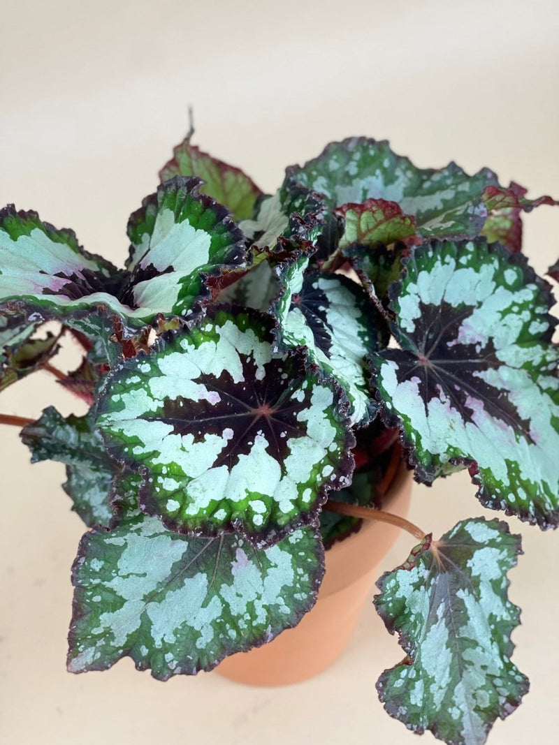 Begonia "Mint Chocolate Chip" - grow pot - Potted plant - Tumbleweed Plants - Online Plant Delivery Singapore
