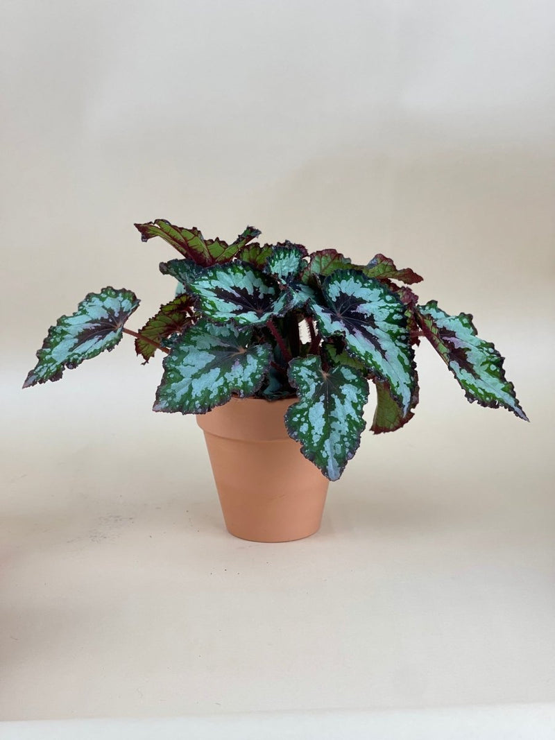Begonia "Mint Chocolate Chip" - grow pot - Potted plant - Tumbleweed Plants - Online Plant Delivery Singapore