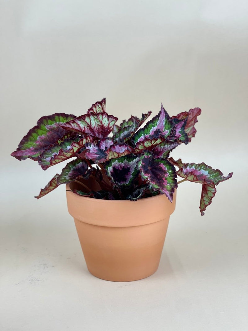 Begonia Regal Minuet - grow pot - Potted plant - Tumbleweed Plants - Online Plant Delivery Singapore