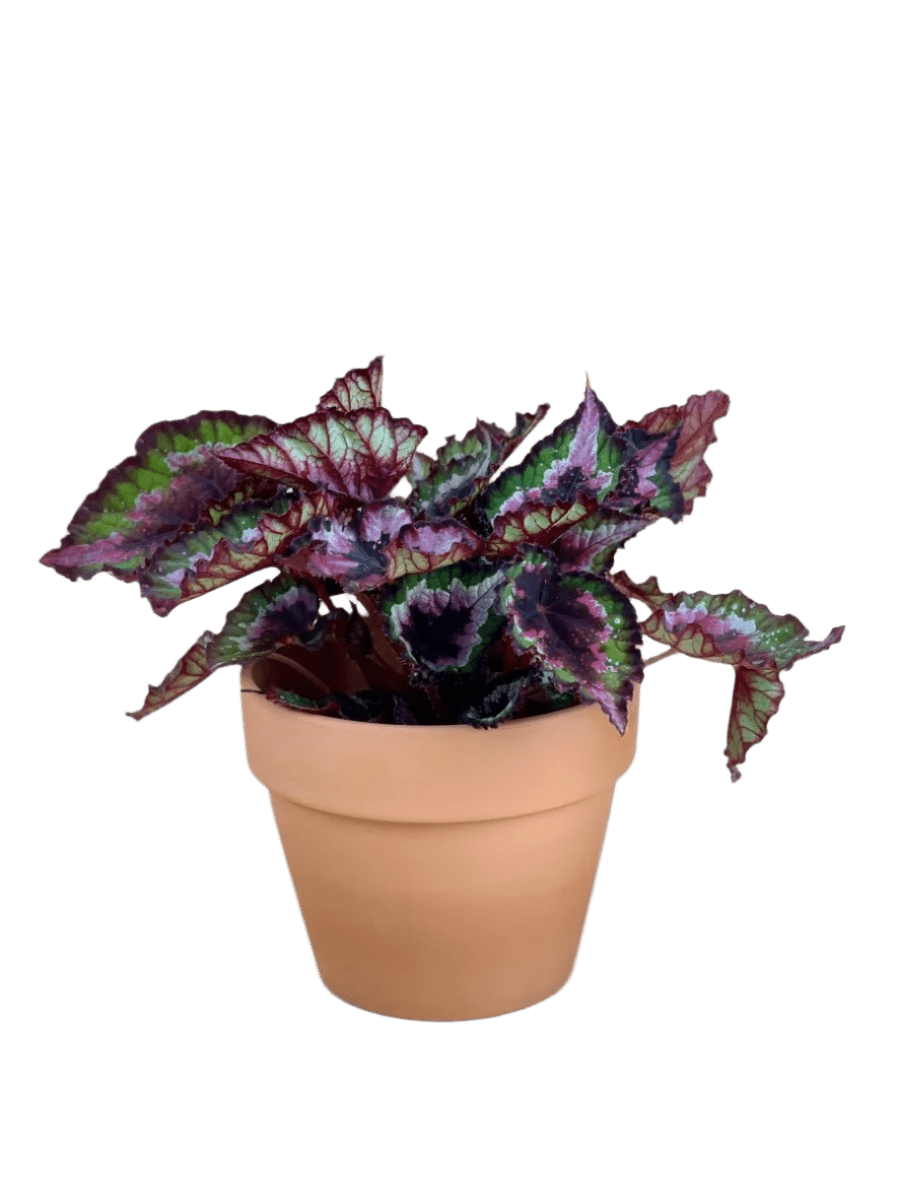 Begonia Regal Minuet - Potted plant - JUST - BEGO - GRW - 3184 - Tumbleweed Plants - Online Plant Delivery Singapore