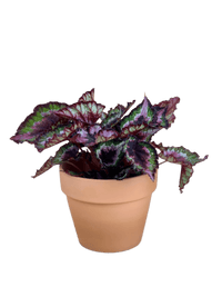 Begonia Regal Minuet - Potted plant - JUST - BEGO - GRW - 3184 - Tumbleweed Plants - Online Plant Delivery Singapore