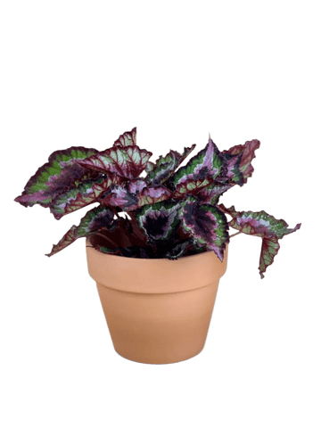 Begonia Regal Minuet