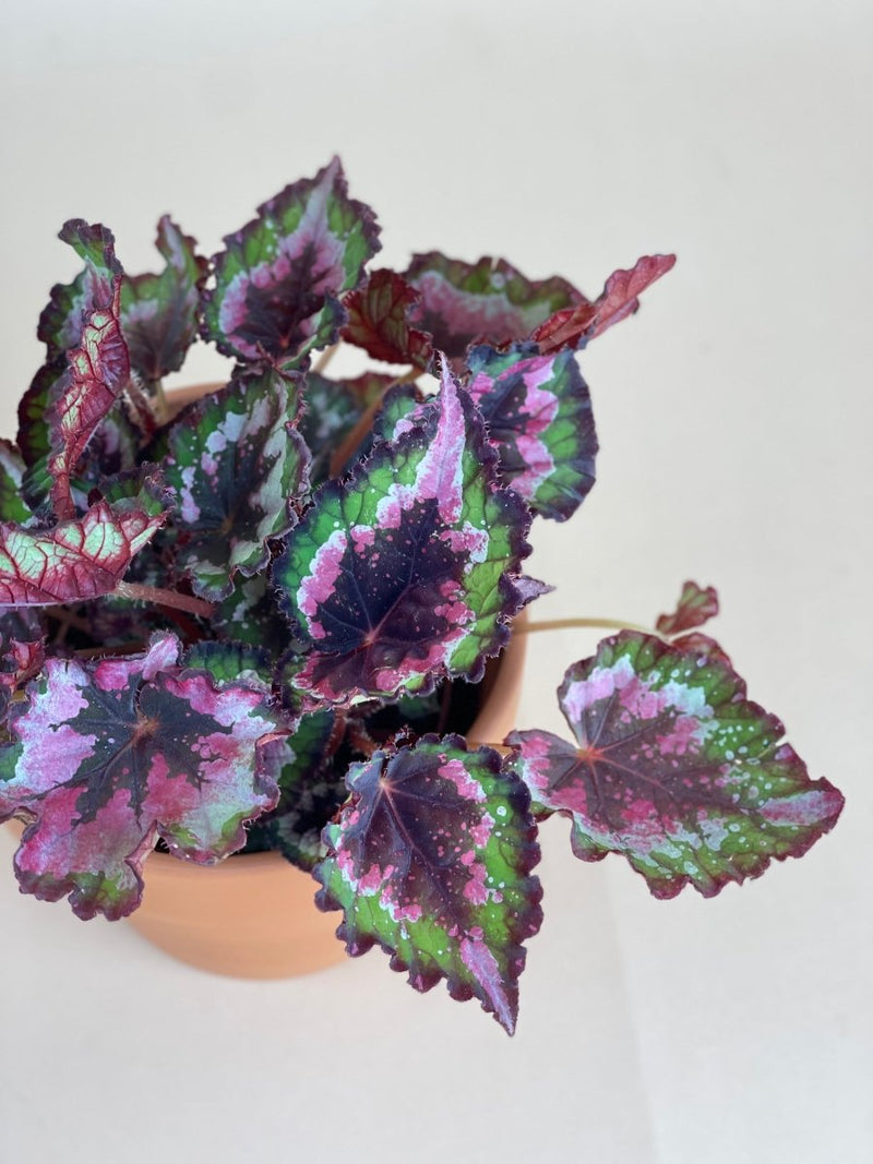 Begonia Regal Minuet - grow pot - Potted plant - Tumbleweed Plants - Online Plant Delivery Singapore