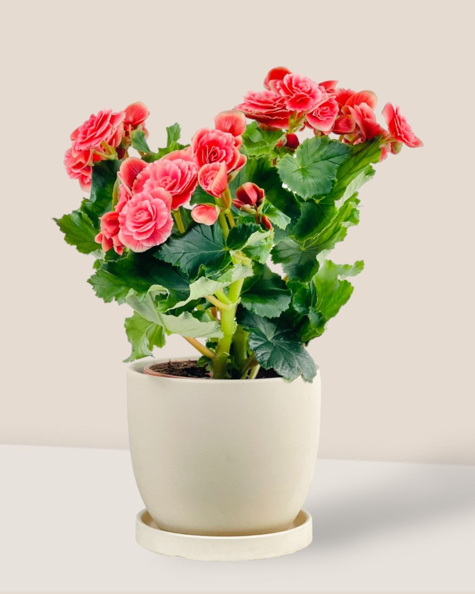 Begonia Rose - grow pot - Potted plant - Tumbleweed Plants - Online Plant Delivery Singapore