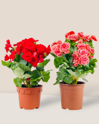 Begonia Rose - grow pot - Potted plant - Tumbleweed Plants - Online Plant Delivery Singapore