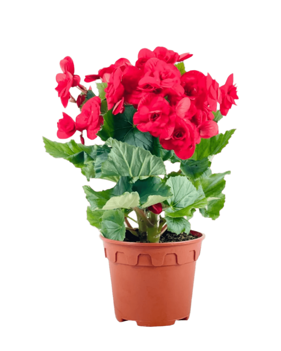 Begonia Rose - Potted plant - POTT - BEGO - GRW - 6351 - Tumbleweed Plants - Online Plant Delivery Singapore