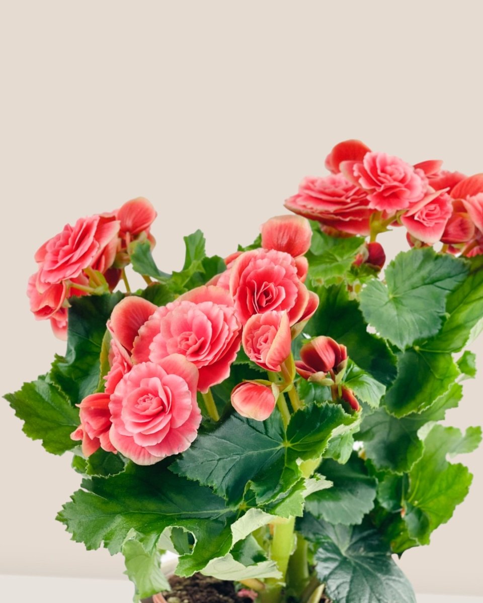 Begonia Rose - grow pot - Potted plant - Tumbleweed Plants - Online Plant Delivery Singapore