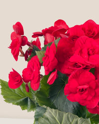 Begonia Rose - grow pot - Potted plant - Tumbleweed Plants - Online Plant Delivery Singapore