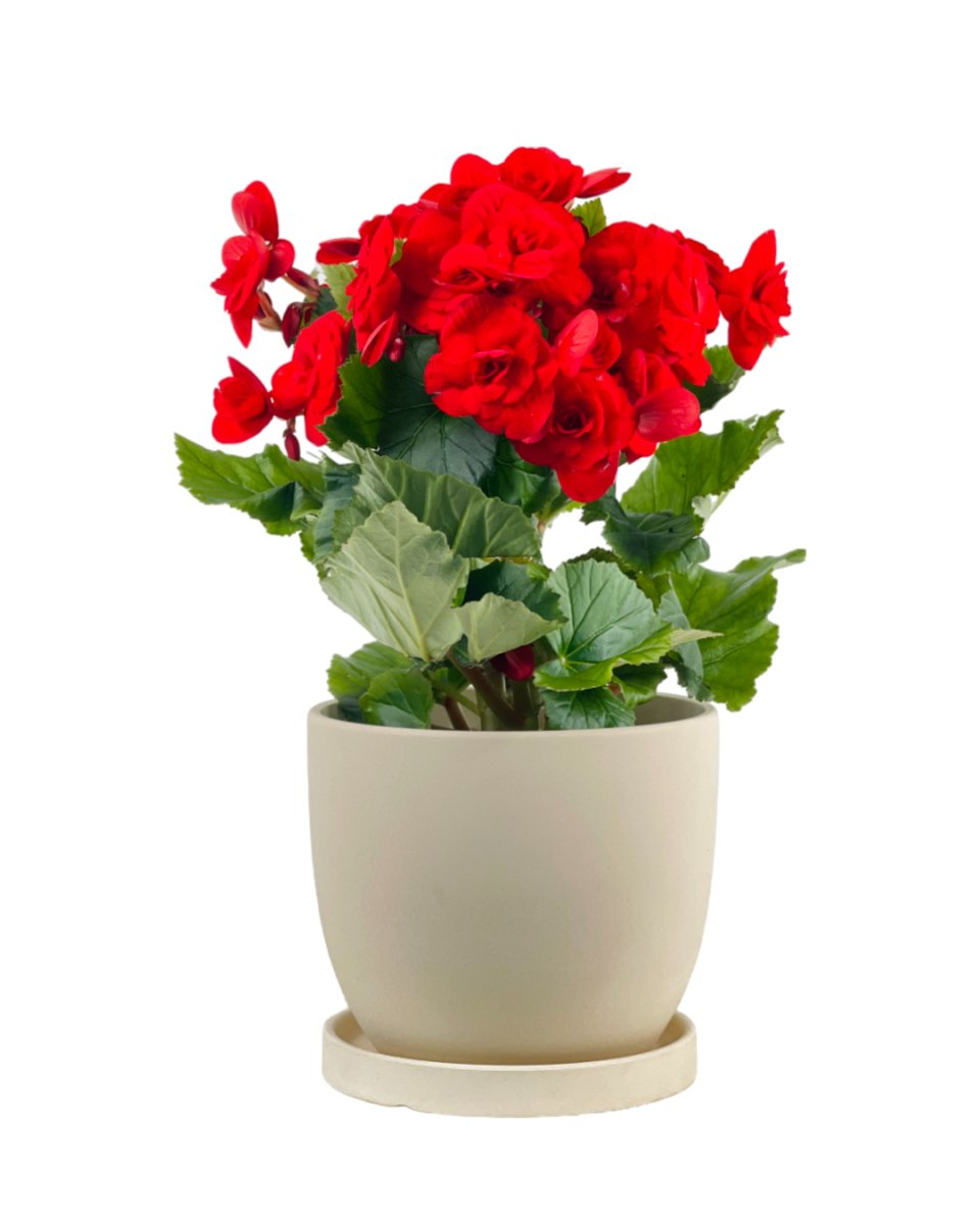 Begonia Rose - grow pot - Potted plant - Tumbleweed Plants - Online Plant Delivery Singapore