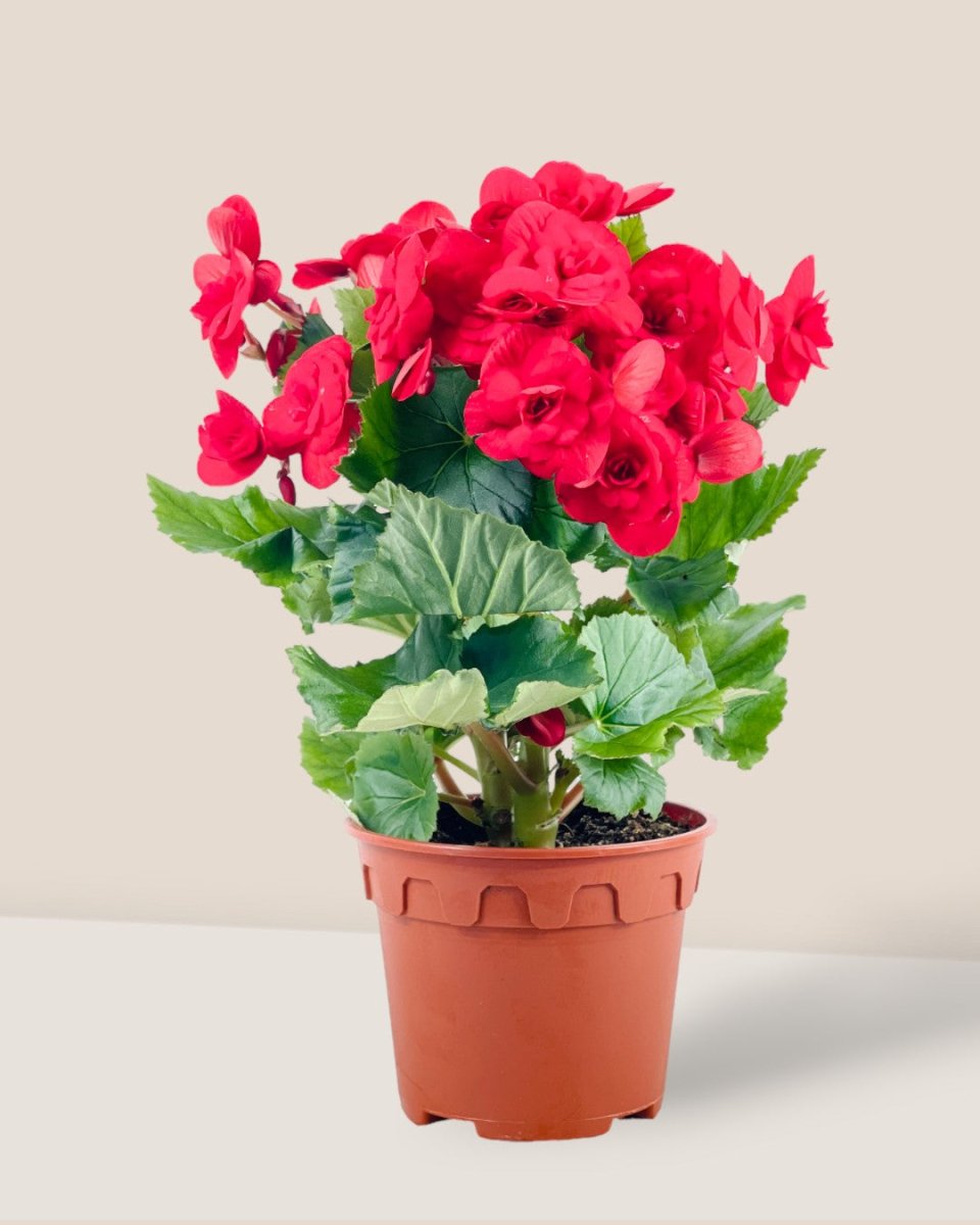 Begonia Rose - grow pot - Potted plant - Tumbleweed Plants - Online Plant Delivery Singapore