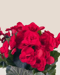 Begonia Rose - grow pot - Potted plant - Tumbleweed Plants - Online Plant Delivery Singapore