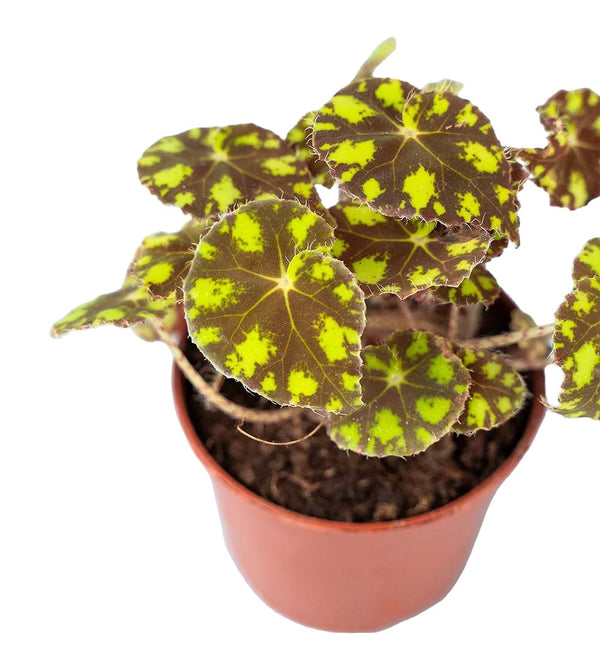 Begonia 'Tiger Paws' in a grow pot - Potted plant - Tumbleweed Plants - Online Plant Delivery Singapore