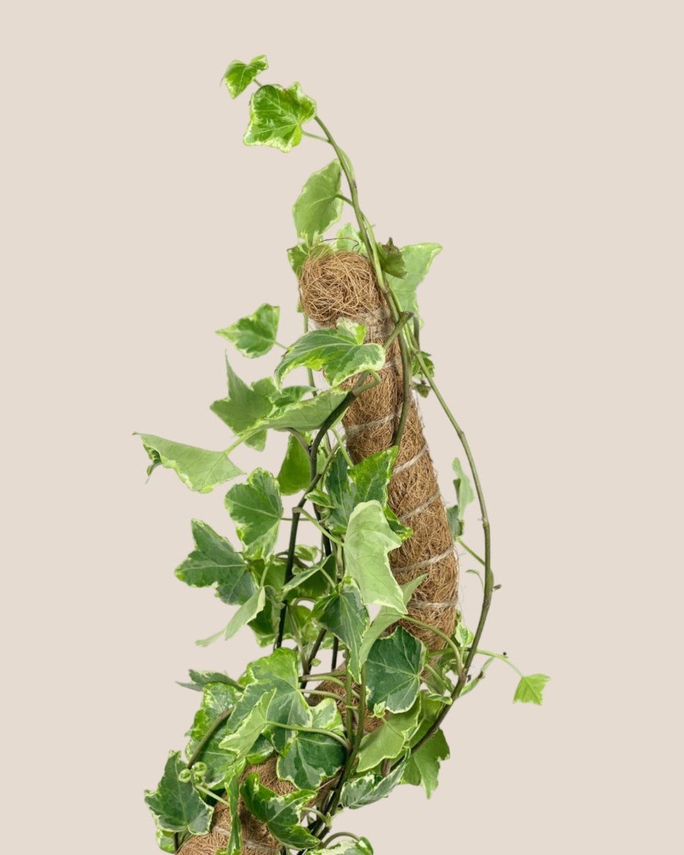 Bendable Mosspole - 60cm - Pot - Tumbleweed Plants - Online Plant Delivery Singapore